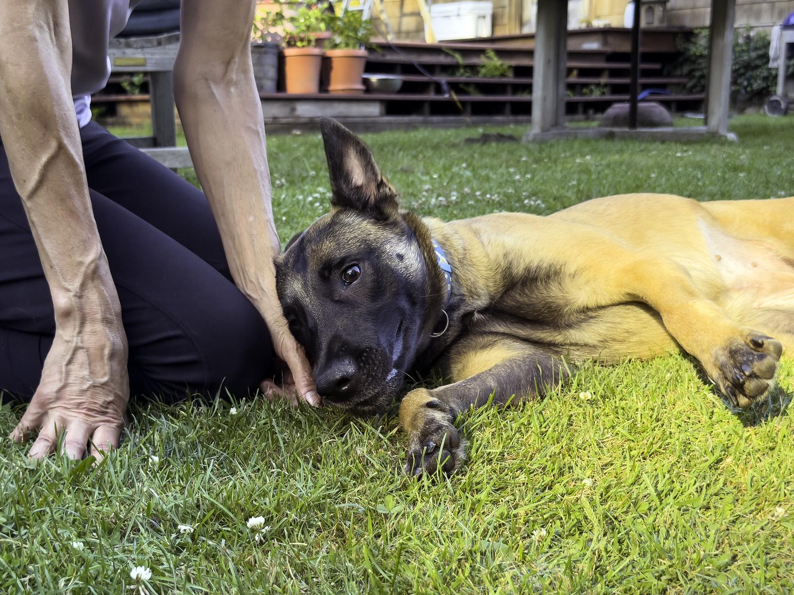 Rue, ADOPTABLE, Young Female Belgian Shepherd / Malinois.