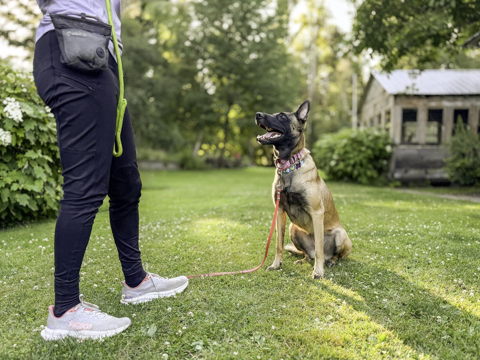 Enlarge Rue, a ADOPTABLE Belgian Shepherd / Malinois in Snoqualmie, WA image 2/4