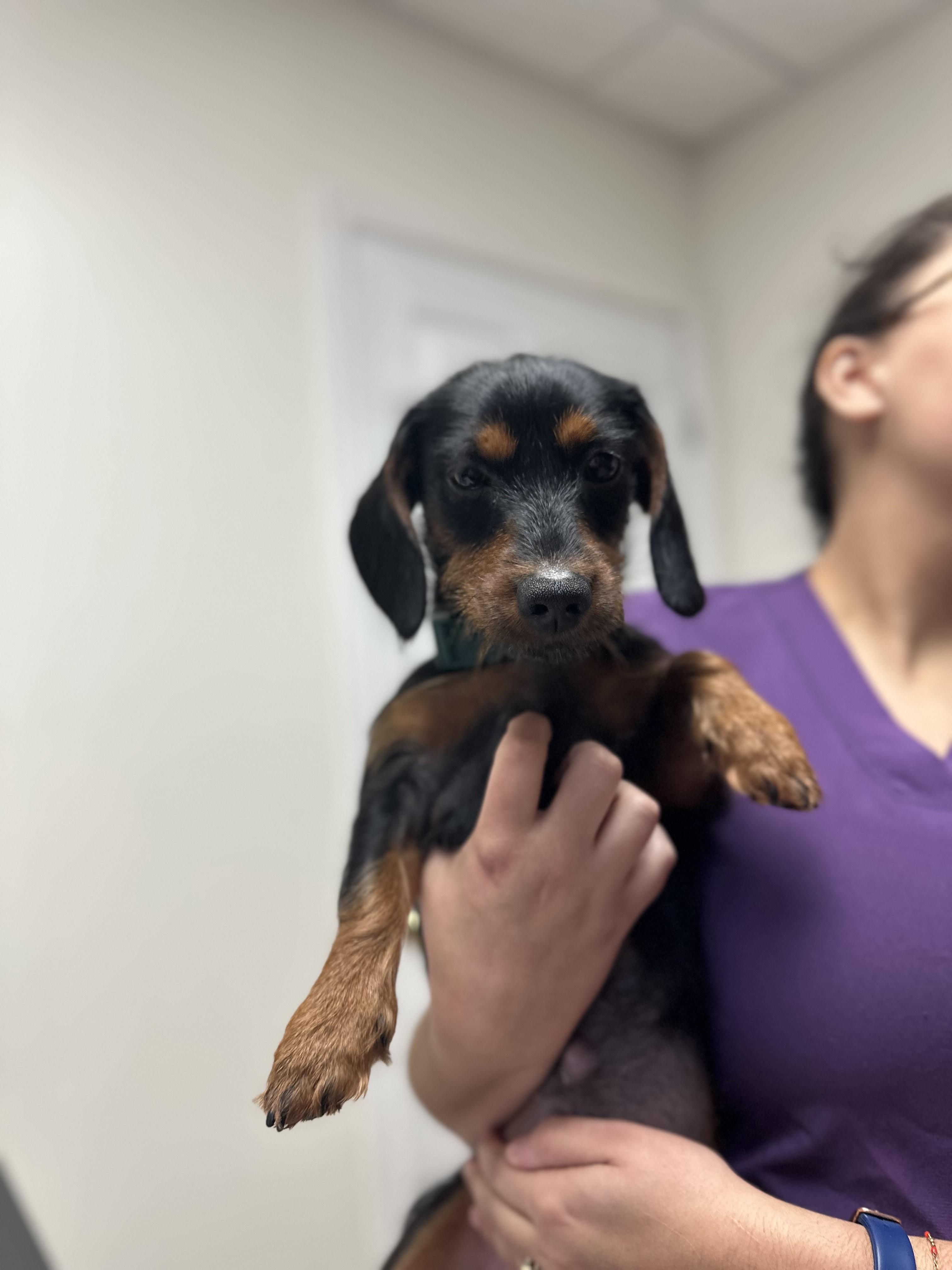 Enlarge Taco, an adopted mixed breed in Seneca, SC image 1/1