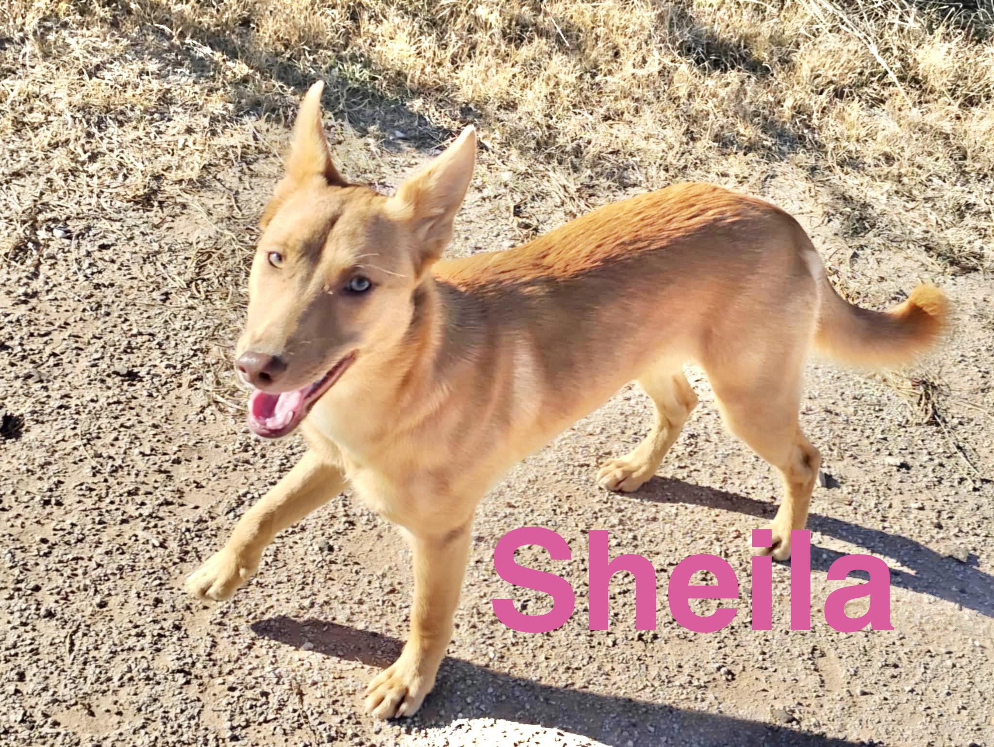 Enlarge Sheila, a ADOPTABLE mixed breed in Hartford, CT image 2/6