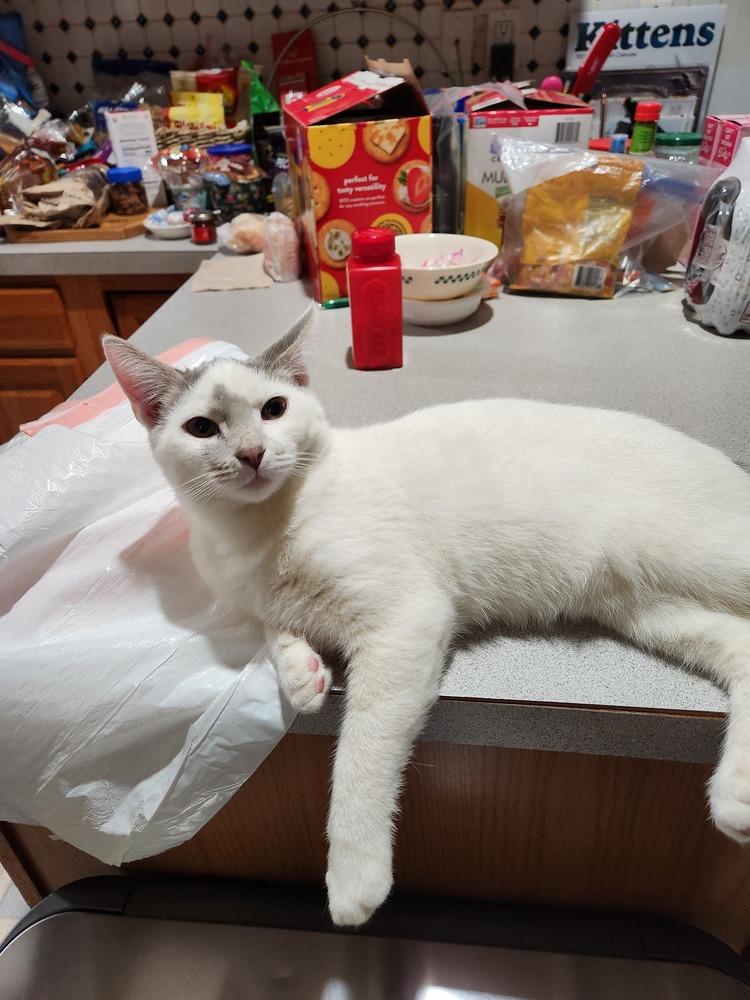 Quasar, a Adoptable mixed breed in Greensboro, NC image 1/6