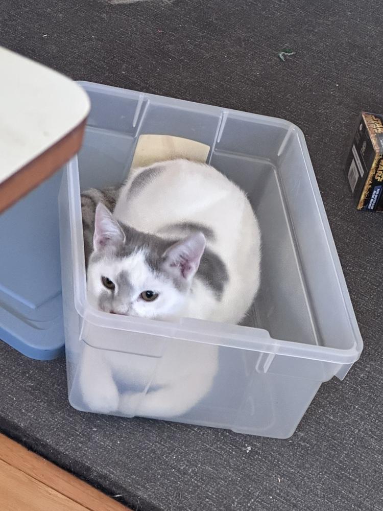 Quasar, a Adoptable mixed breed in Greensboro, NC image 2/6