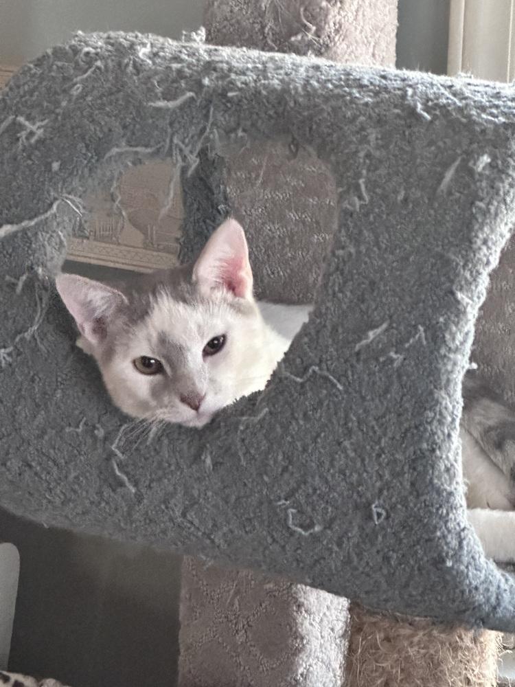 Quasar, a Adoptable mixed breed in Greensboro, NC image 3/6