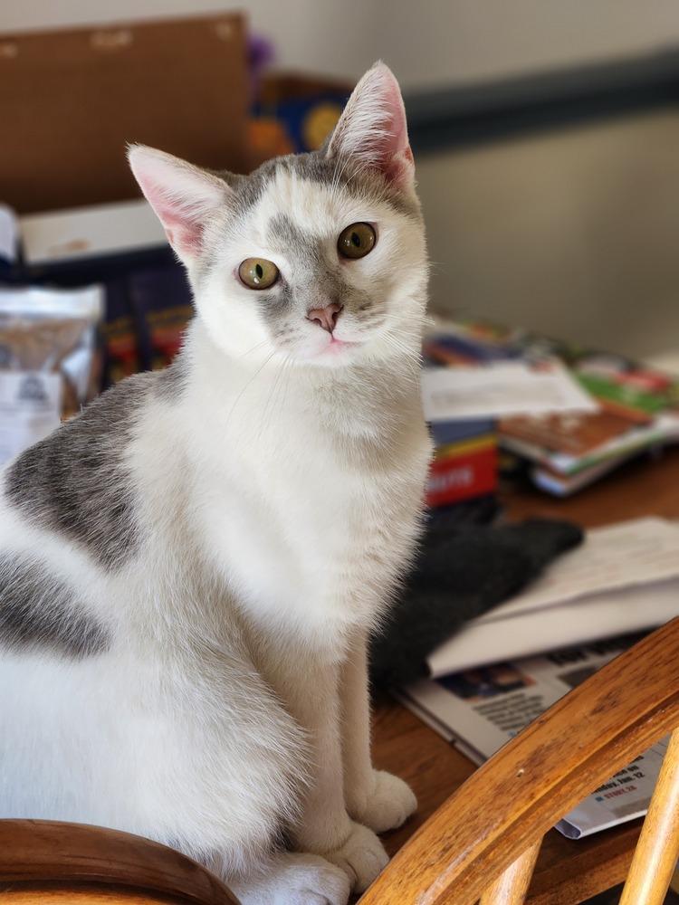 Quasar, a Adoptable mixed breed in Greensboro, NC image 4/6