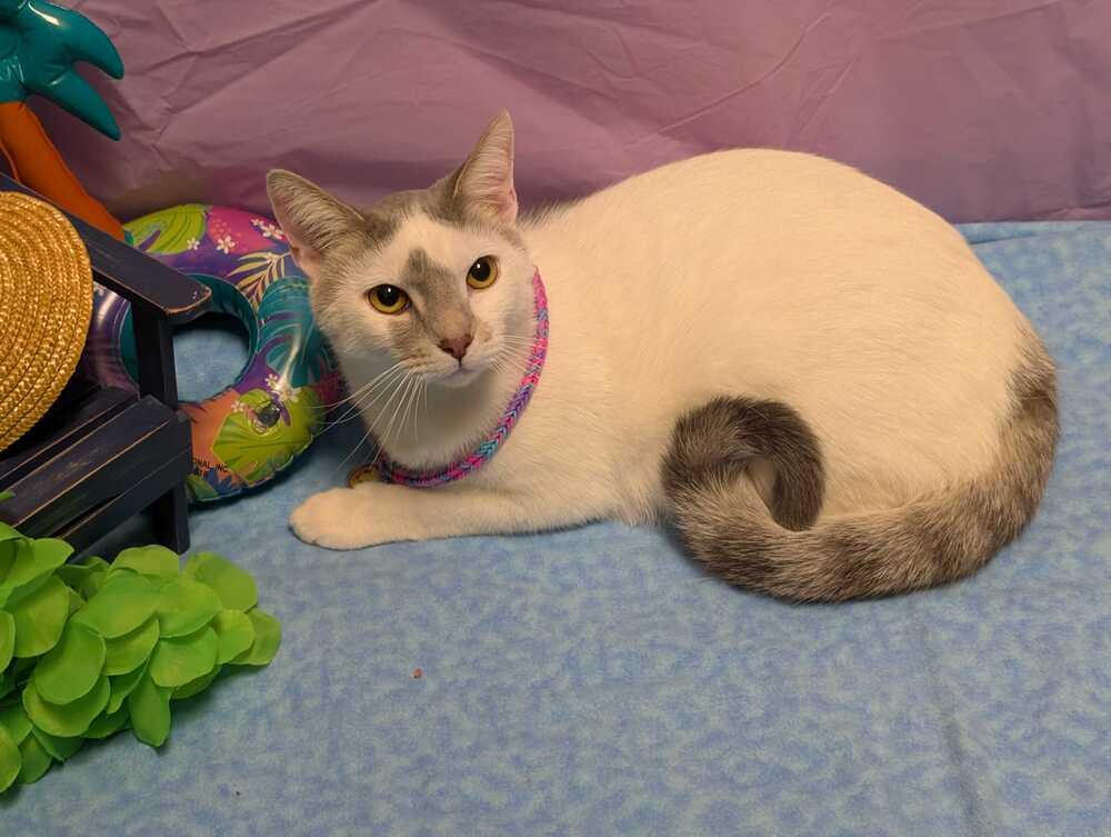 Quasar, a Adoptable mixed breed in Greensboro, NC image 5/6