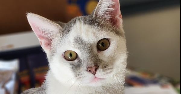 Quasar, a Adoptable mixed breed in Greensboro, NC image 6/6