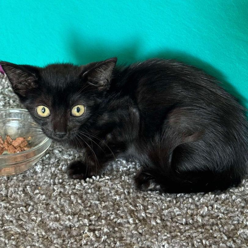 Louise, Adoptable, Kitten Female Domestic Short Hair.