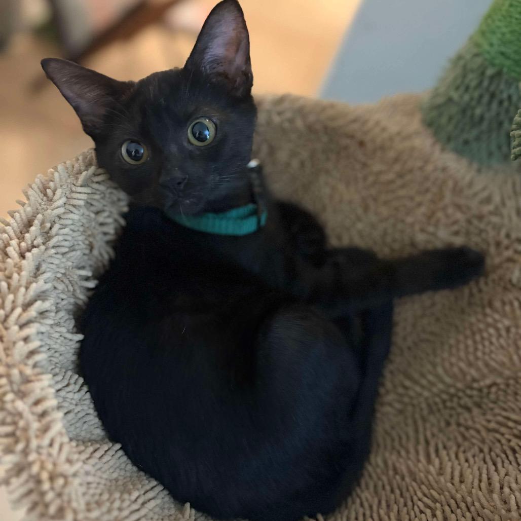 Louise, a Adoptable Domestic Short Hair in Tampa, FL image 2/2