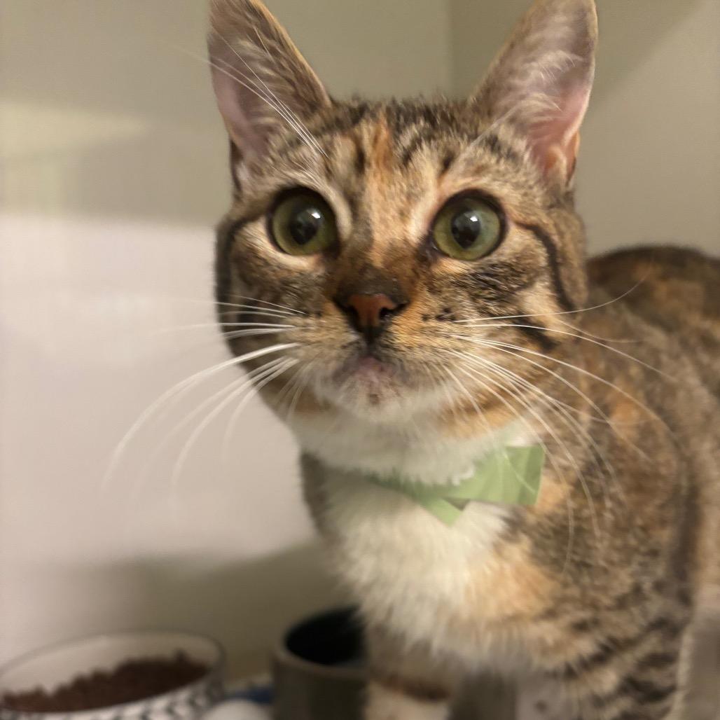 Elvira, Adoptable, Kitten Female Domestic Short Hair.