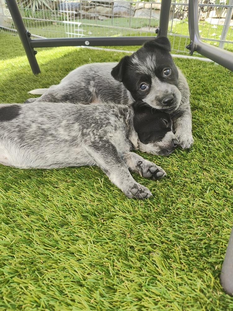Chinese Takeout Litter - Dumpling, Adoptable, Puppy Female Australian Cattle Dog / Blue Heeler.