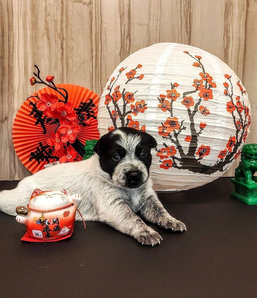 Chinese Takeout Litter - Dumpling, Adoptable, Puppy Female Australian Cattle Dog / Blue Heeler.