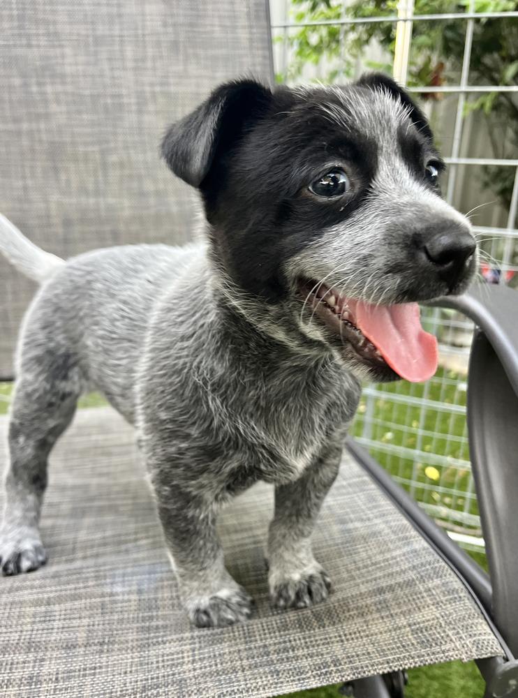 Enlarge Chinese Takeout Litter - Dumpling, a Adoptable Australian Cattle Dog / Blue Heeler in Columbus, OH image 2/5