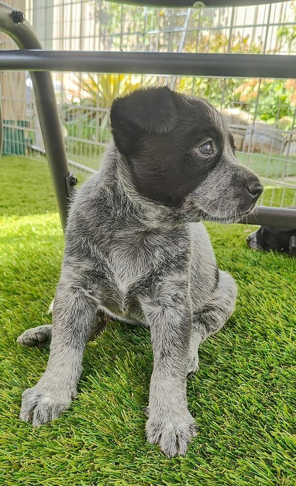 Enlarge Chinese Takeout Litter - Dumpling, a Adoptable Australian Cattle Dog / Blue Heeler in Columbus, OH image 3/5