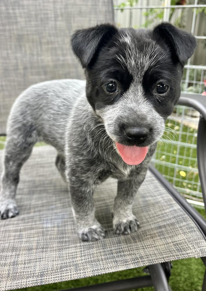 Enlarge Chinese Takeout Litter - Dumpling, a Adoptable Australian Cattle Dog / Blue Heeler in Columbus, OH image 4/5