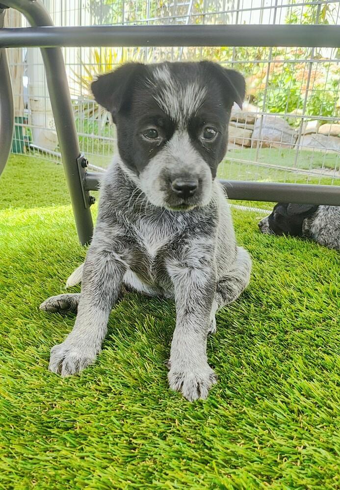 Enlarge Chinese Takeout Litter - Dumpling, a Adoptable Australian Cattle Dog / Blue Heeler in Columbus, OH image 5/5