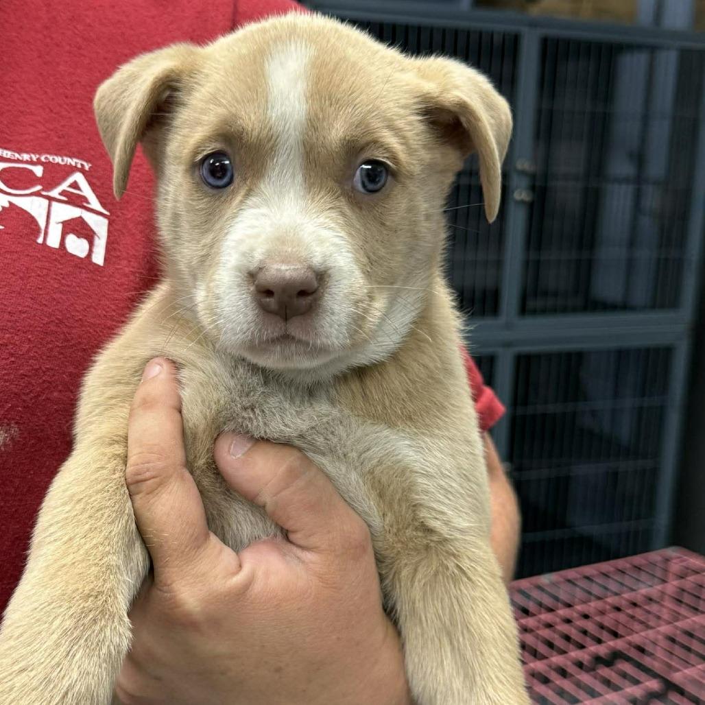 Jennifer Jareau, Adoptable, Puppy Female Mixed Breed.