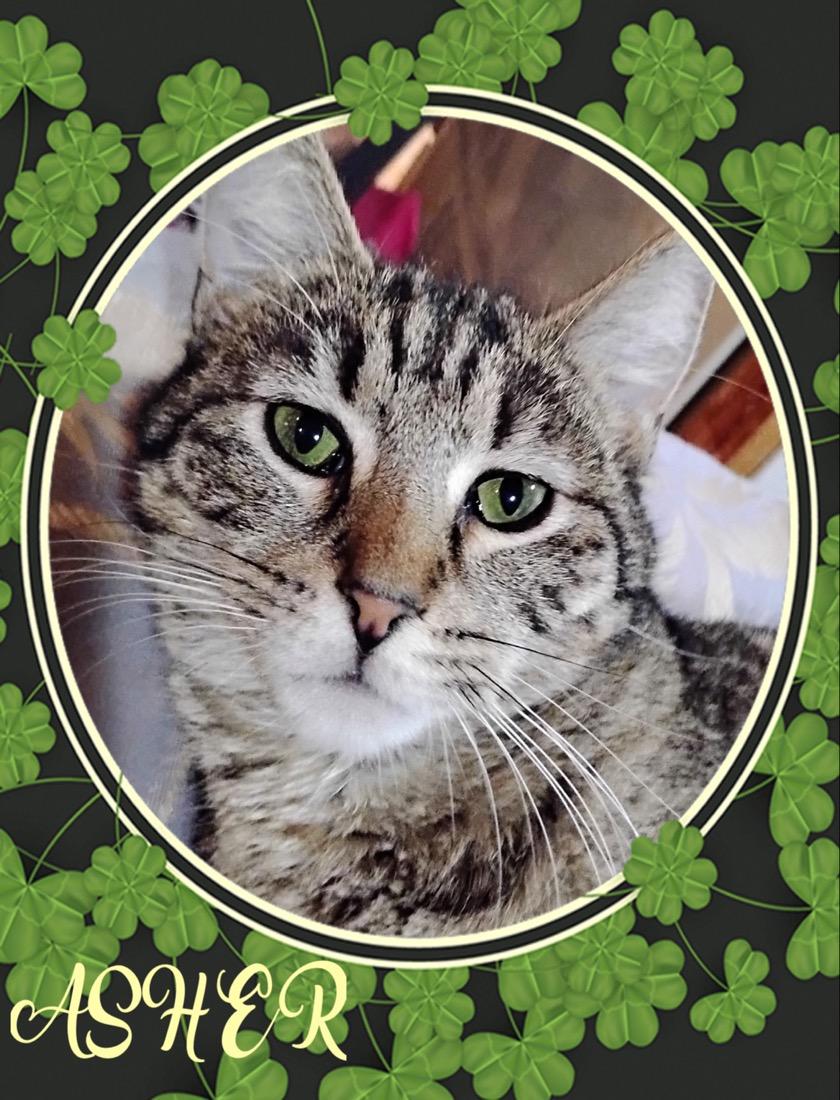 Asher, ADOPTABLE, Young Male Tabby.
