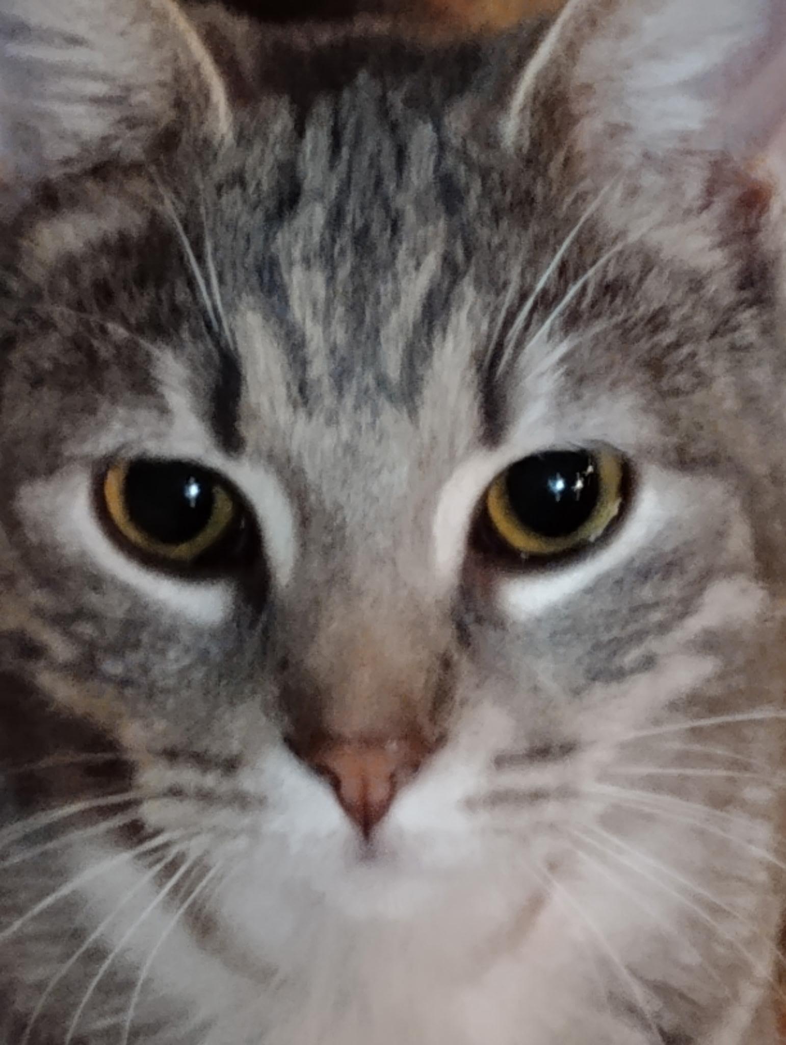 Asher, a ADOPTABLE Tabby in Maryville, TN image 2/3