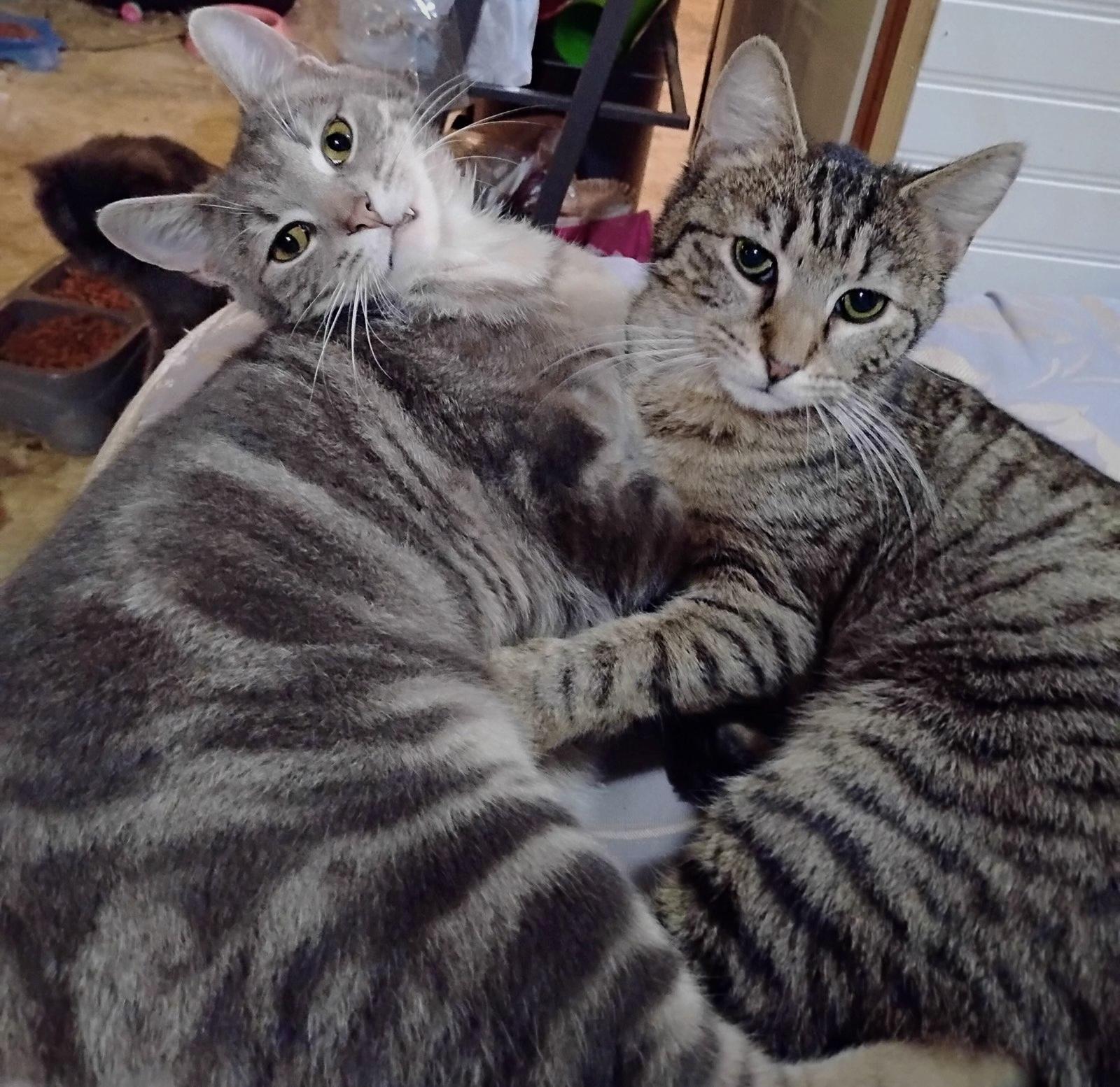 Asher, ADOPTABLE, Young Male Tabby.