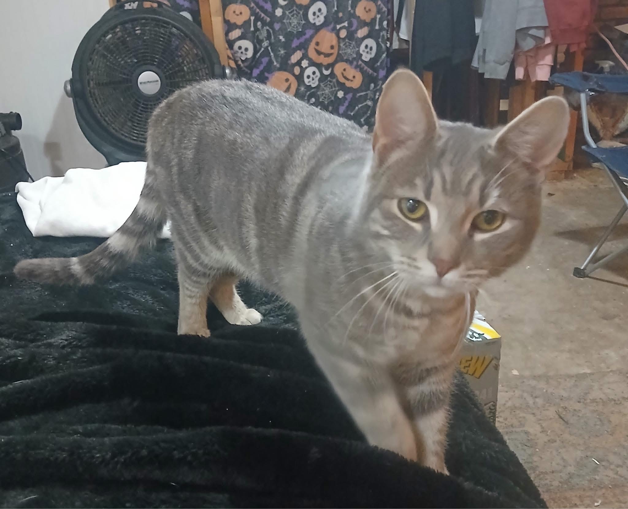 Asher, a ADOPTABLE Tabby in Maryville, TN image 3/3