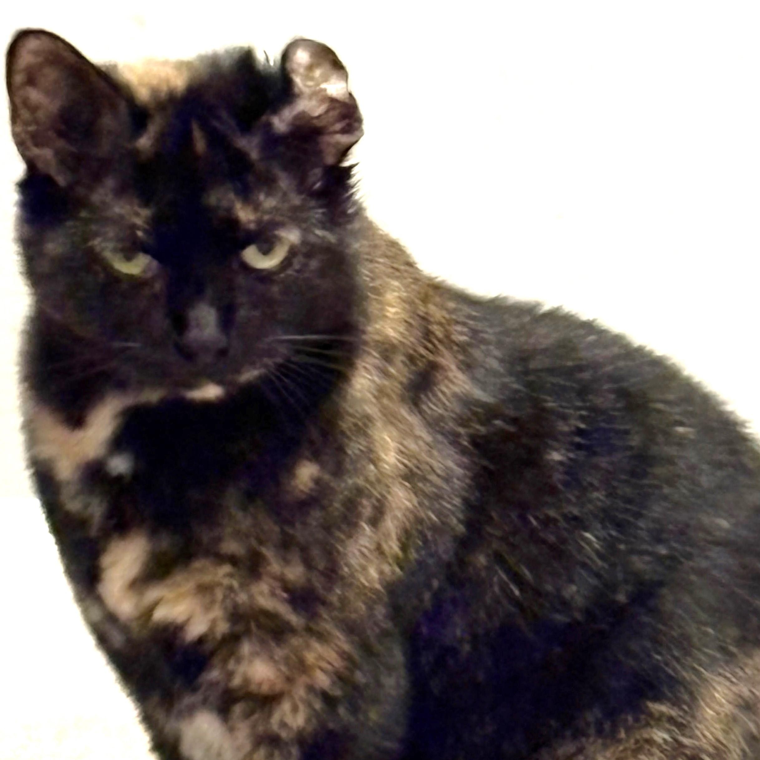 Enlarge Jess, a Adoptable Domestic Short Hair in Avon, IN image 1/1