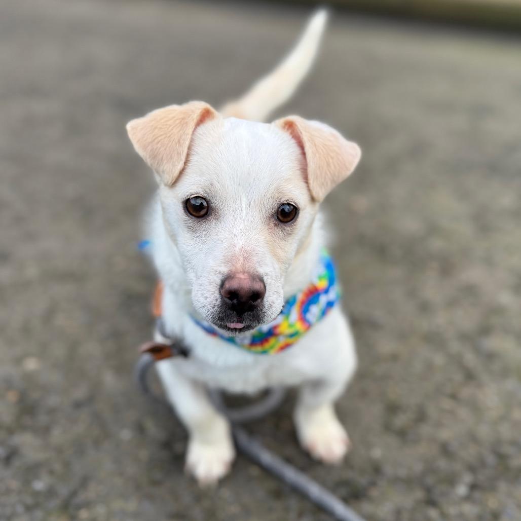 Shroeder, Adoptable, Young Male Jack Russell Terrier & Chihuahua.