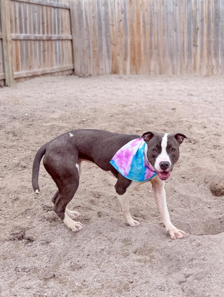 Adaline, Adoptable, Young Female Mixed Breed.