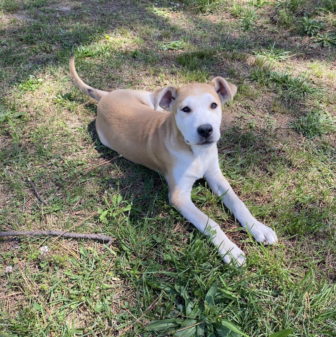 Enlarge Skippy, a Adoptable Mixed Breed in Pembroke, MA image 2/2