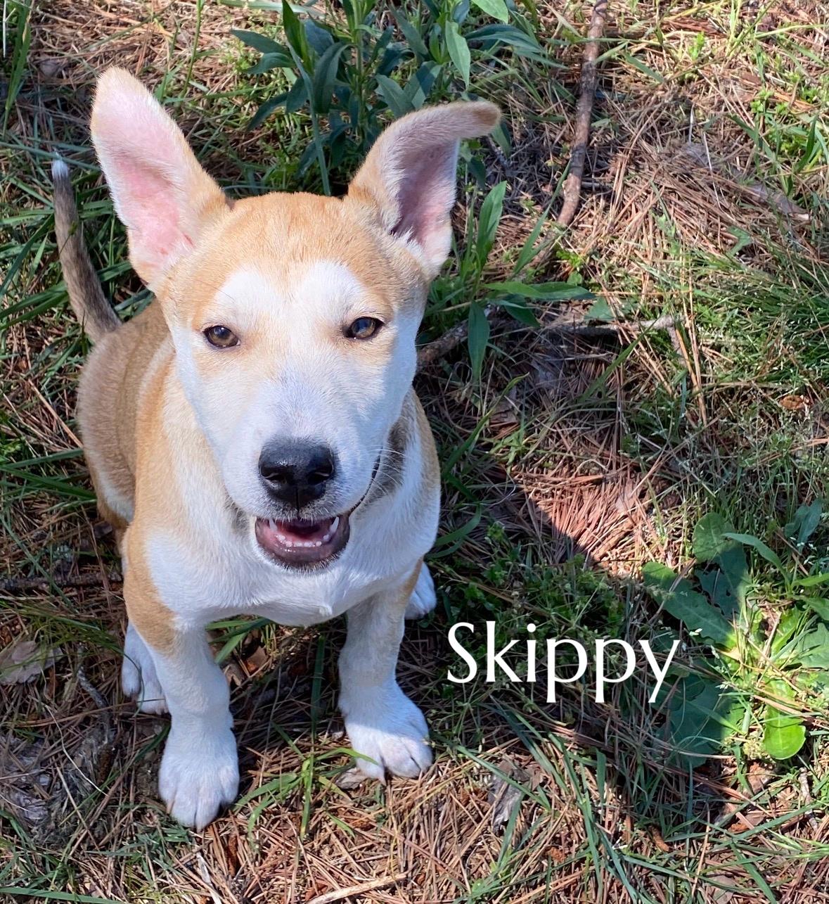 Enlarge Skippy, a Adoptable Mixed Breed in Pembroke, MA image 1/2