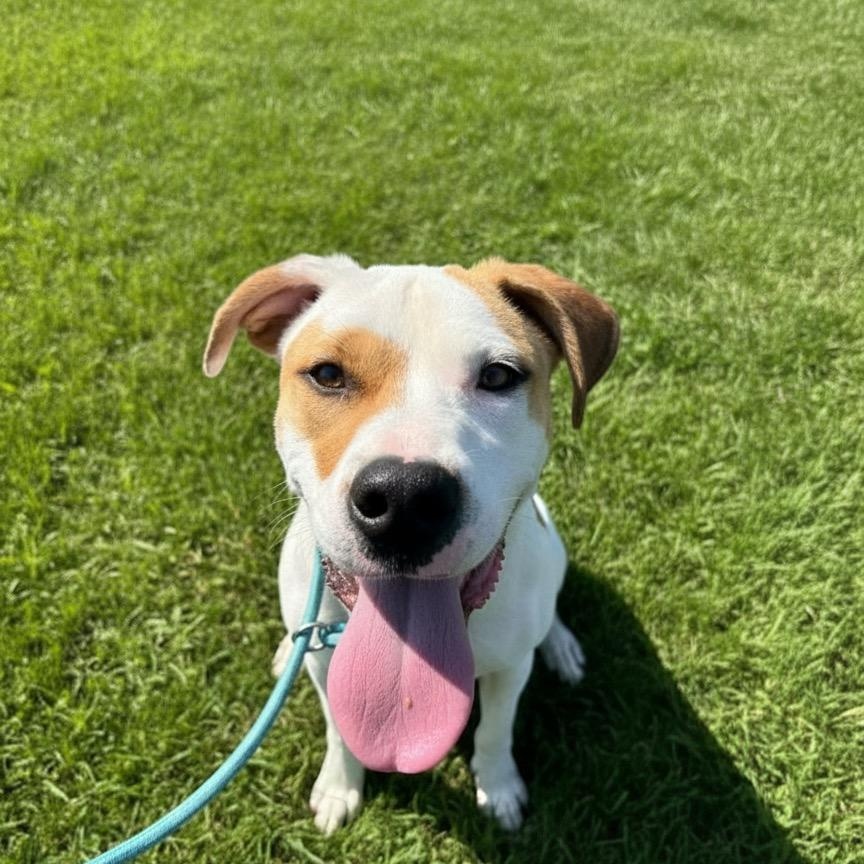 Buster, a ADOPTABLE mixed breed in Hillsdale, NY image 3/4