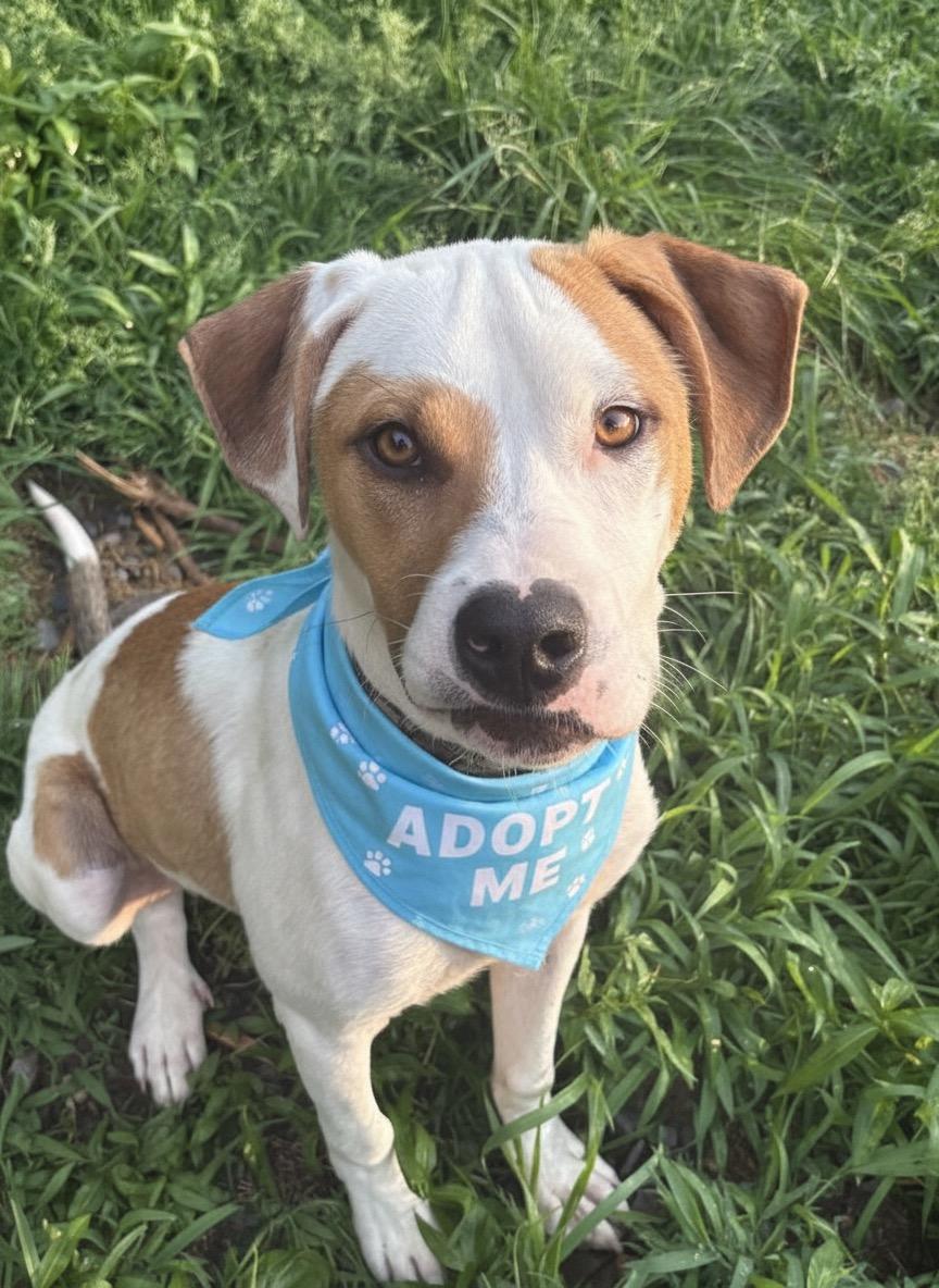 Buster, ADOPTABLE, Young Male American Bulldog.
