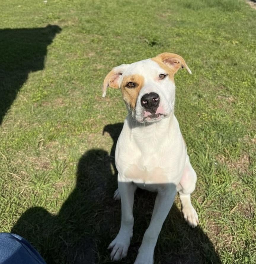 Buster, a ADOPTABLE mixed breed in Hillsdale, NY image 2/4