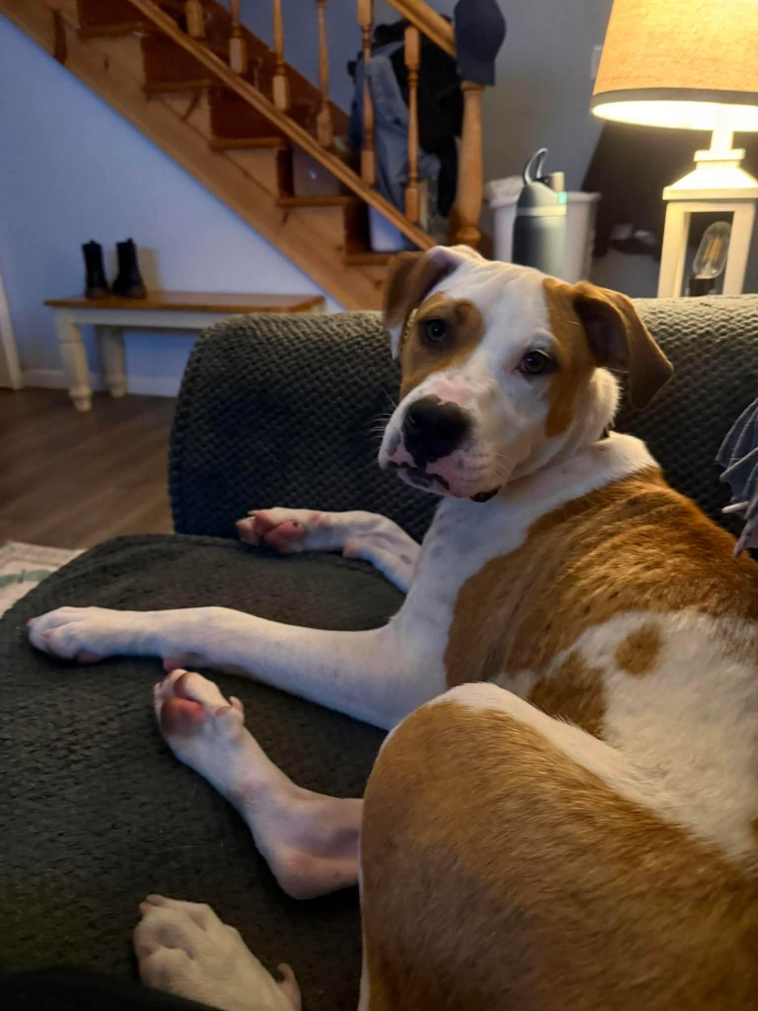 Buster, a ADOPTABLE mixed breed in Hillsdale, NY image 2/5