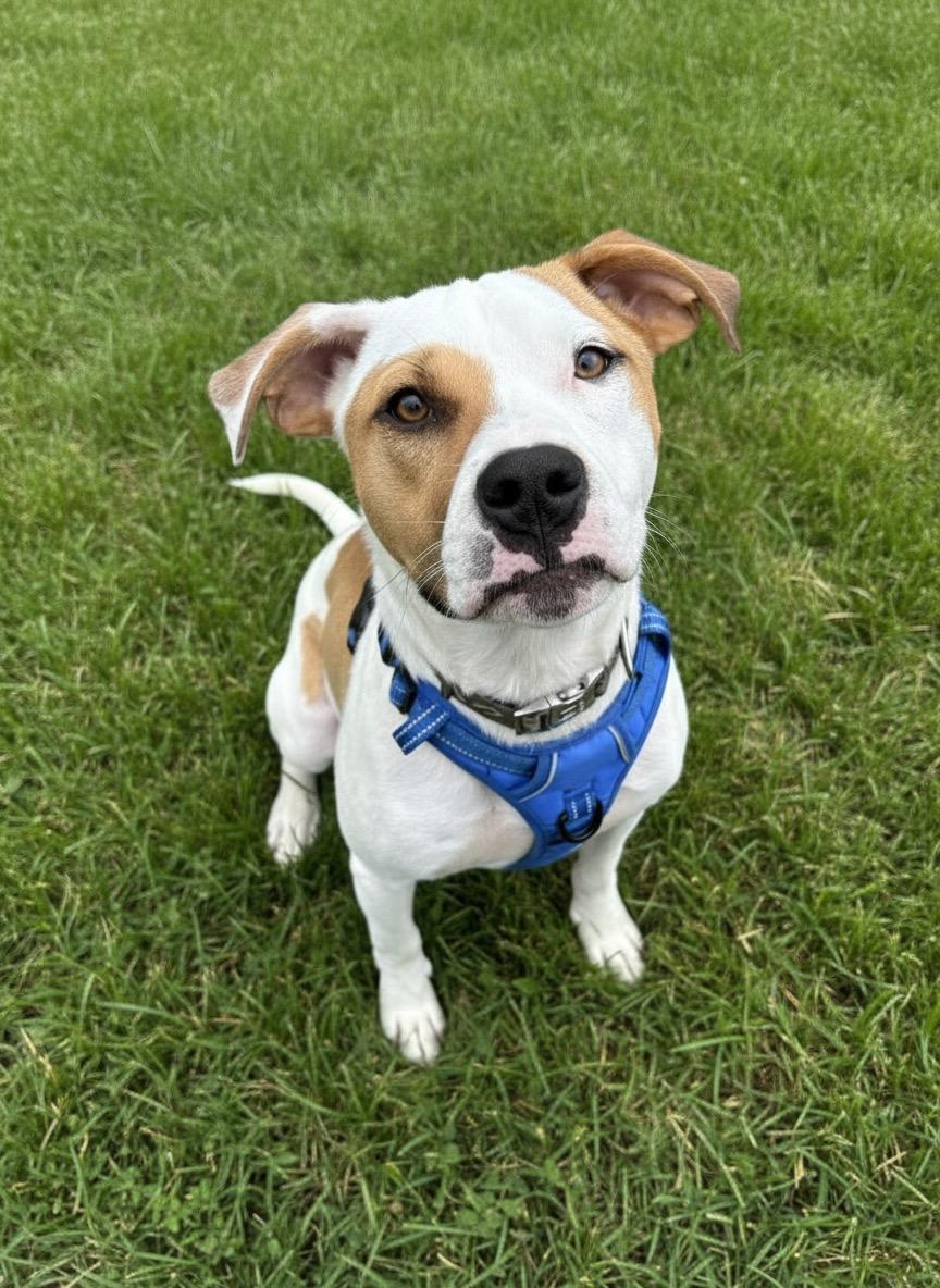 Buster, a ADOPTABLE mixed breed in Hillsdale, NY image 1/5