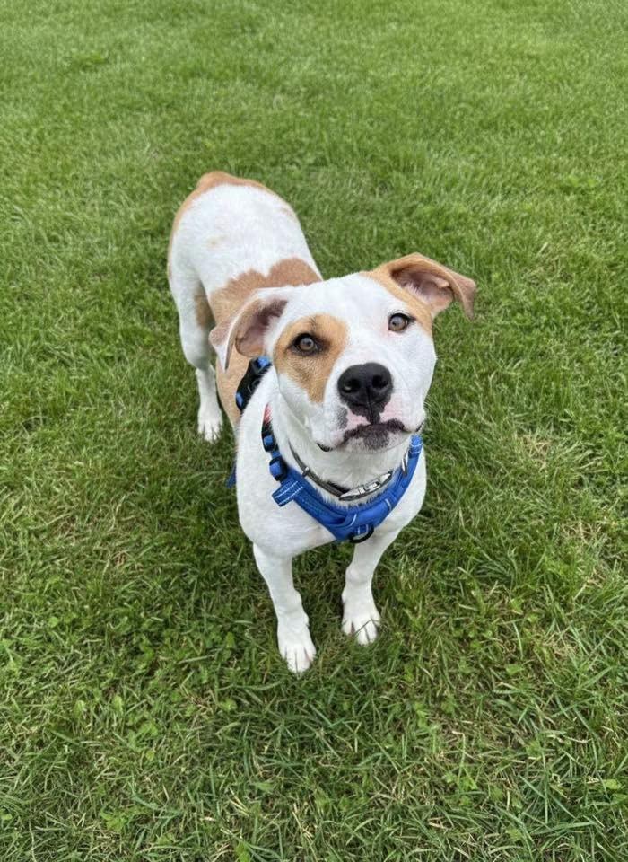 Buster, a ADOPTABLE mixed breed in Hillsdale, NY image 3/5