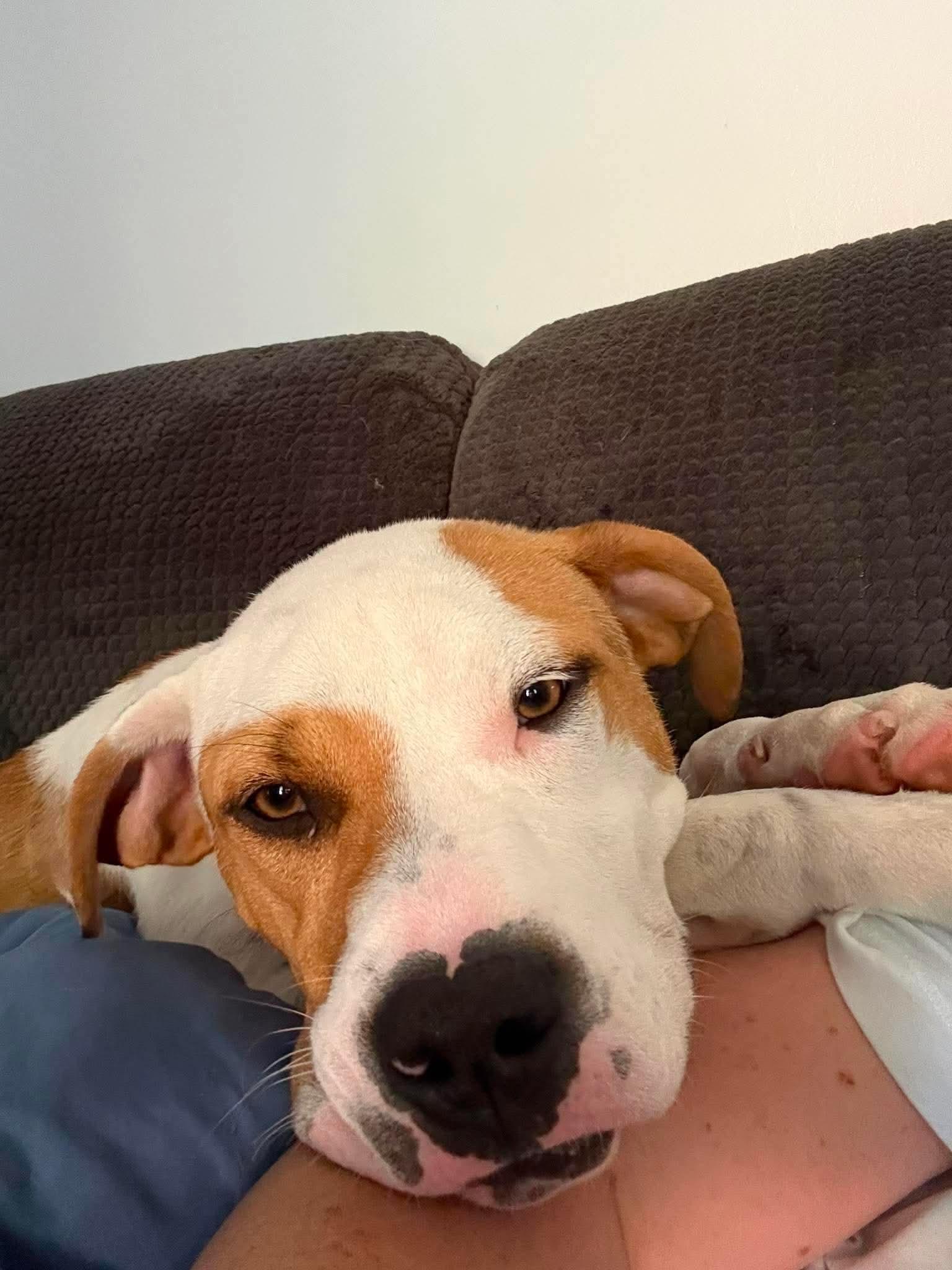 Buster, a ADOPTABLE mixed breed in Hillsdale, NY image 5/5