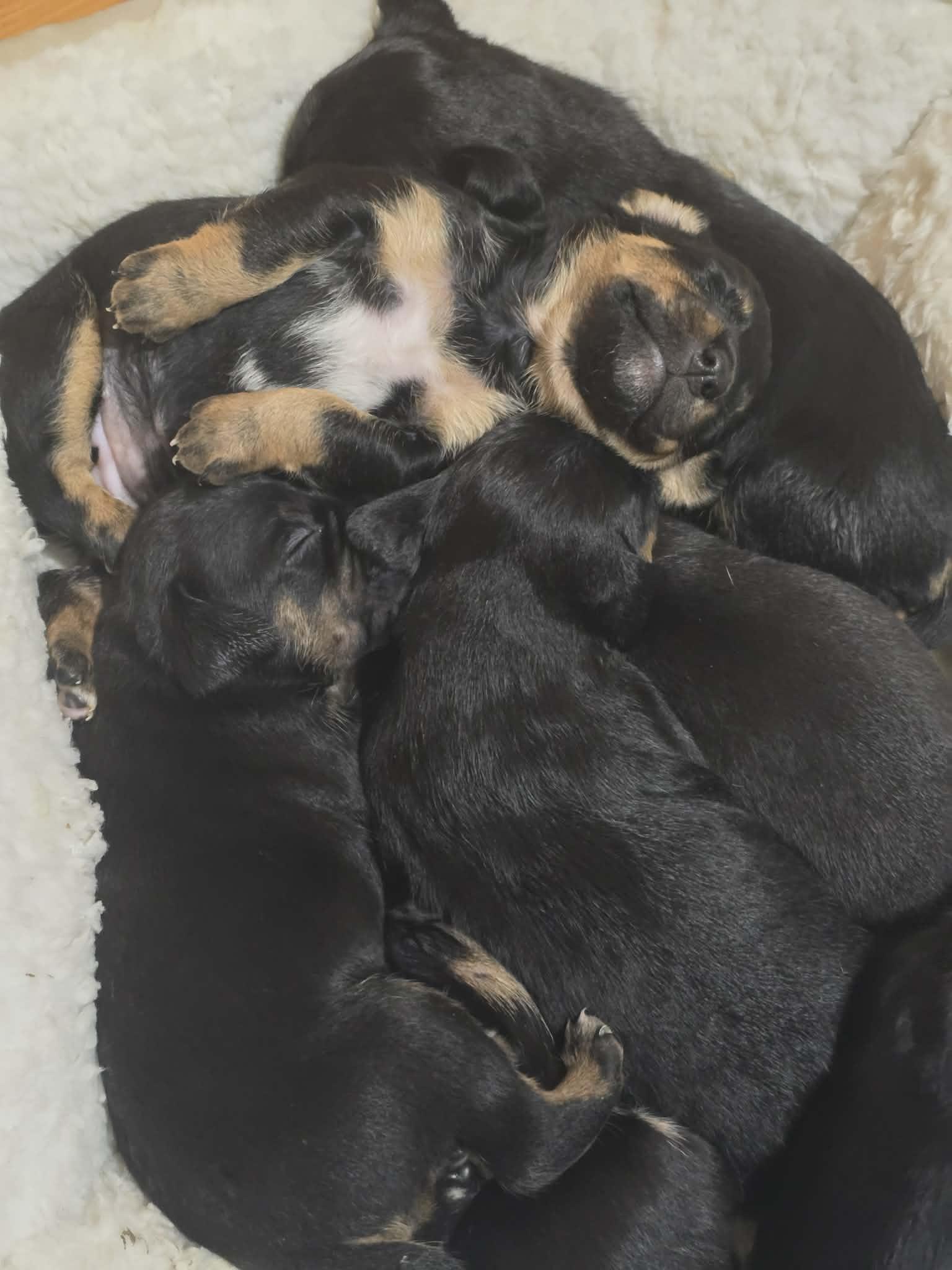 Puppies, a ADOPTABLE mixed breed in Foxworth, MS image 1/6