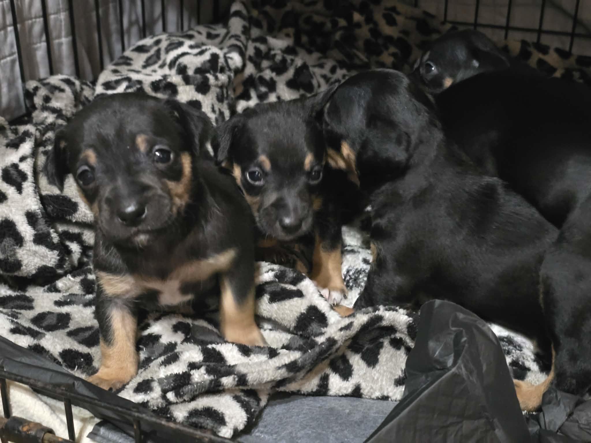 Puppies, a ADOPTABLE mixed breed in Foxworth, MS image 5/6