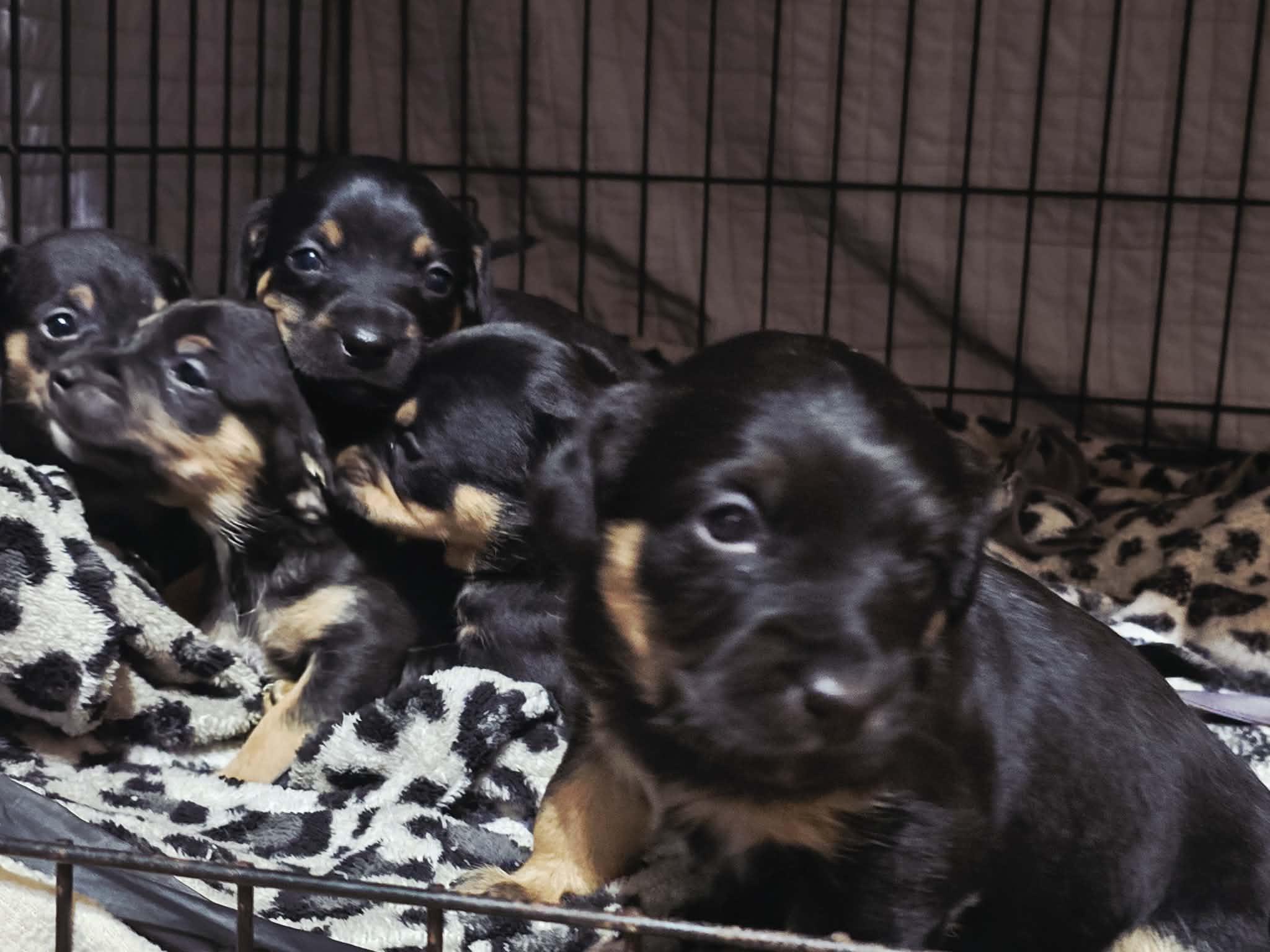 Puppies, a ADOPTABLE mixed breed in Foxworth, MS image 3/6
