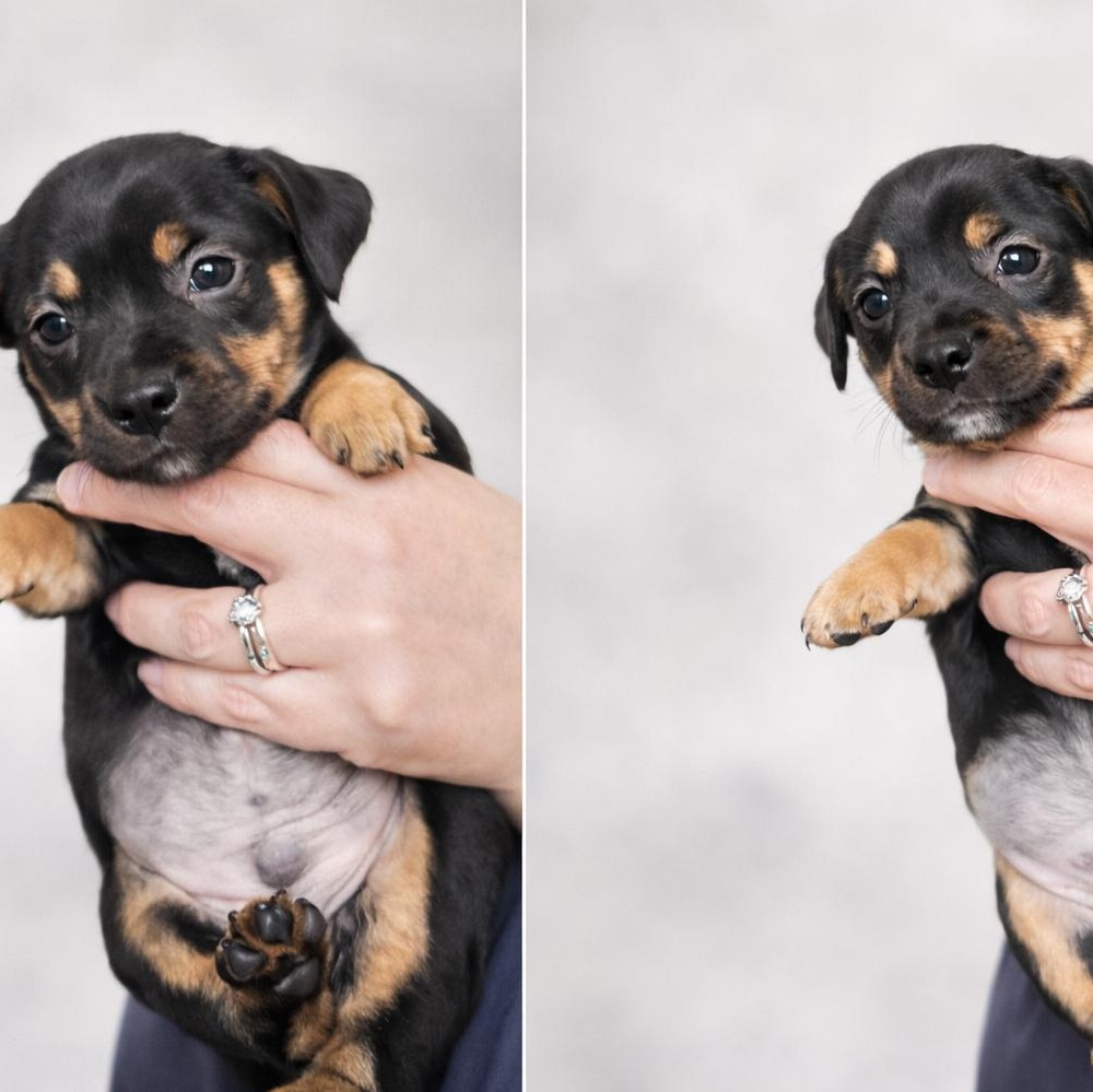 Puppies, a ADOPTABLE mixed breed in Foxworth, MS image 6/6