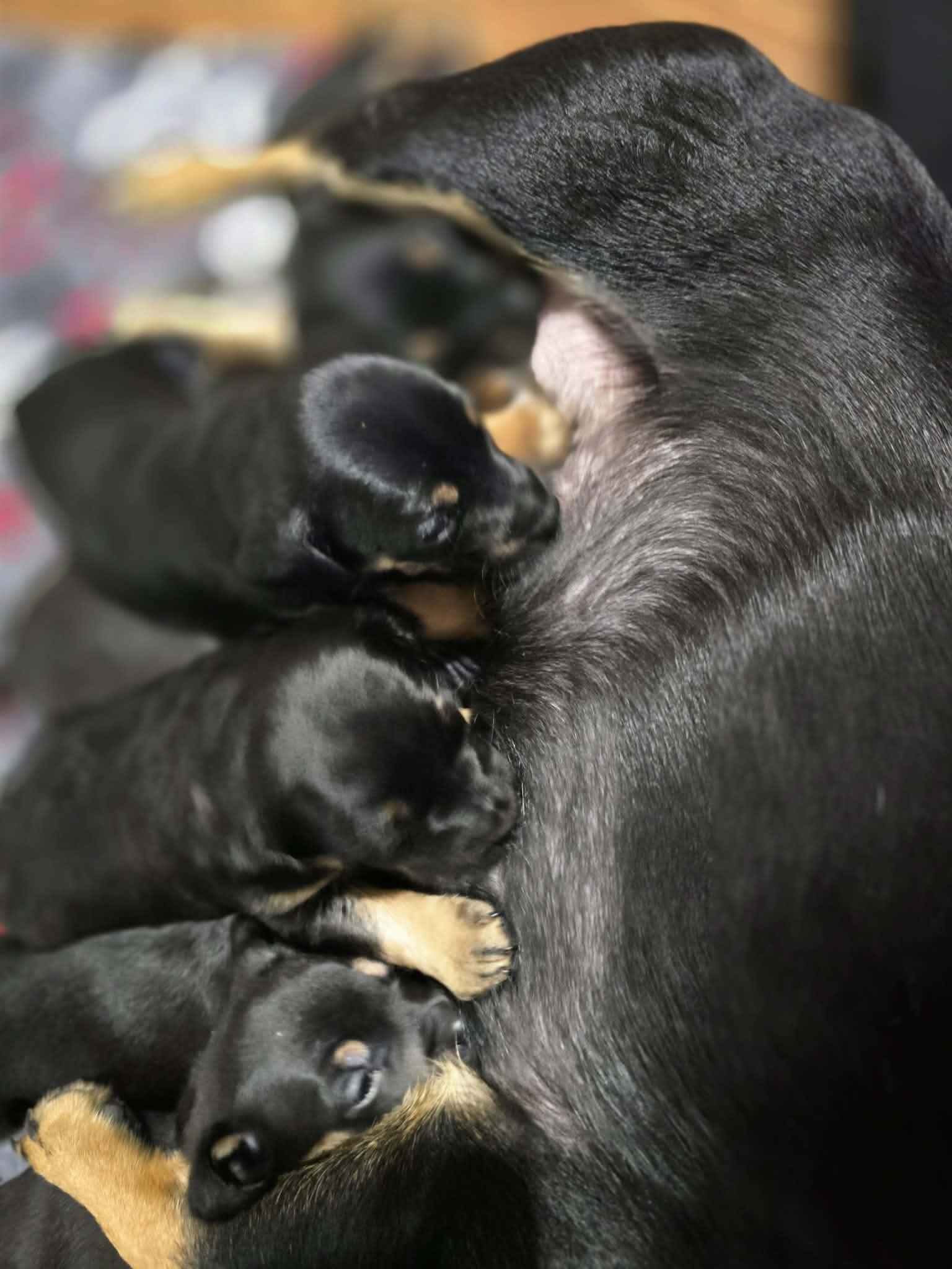 Puppies, a ADOPTABLE mixed breed in Foxworth, MS image 2/6