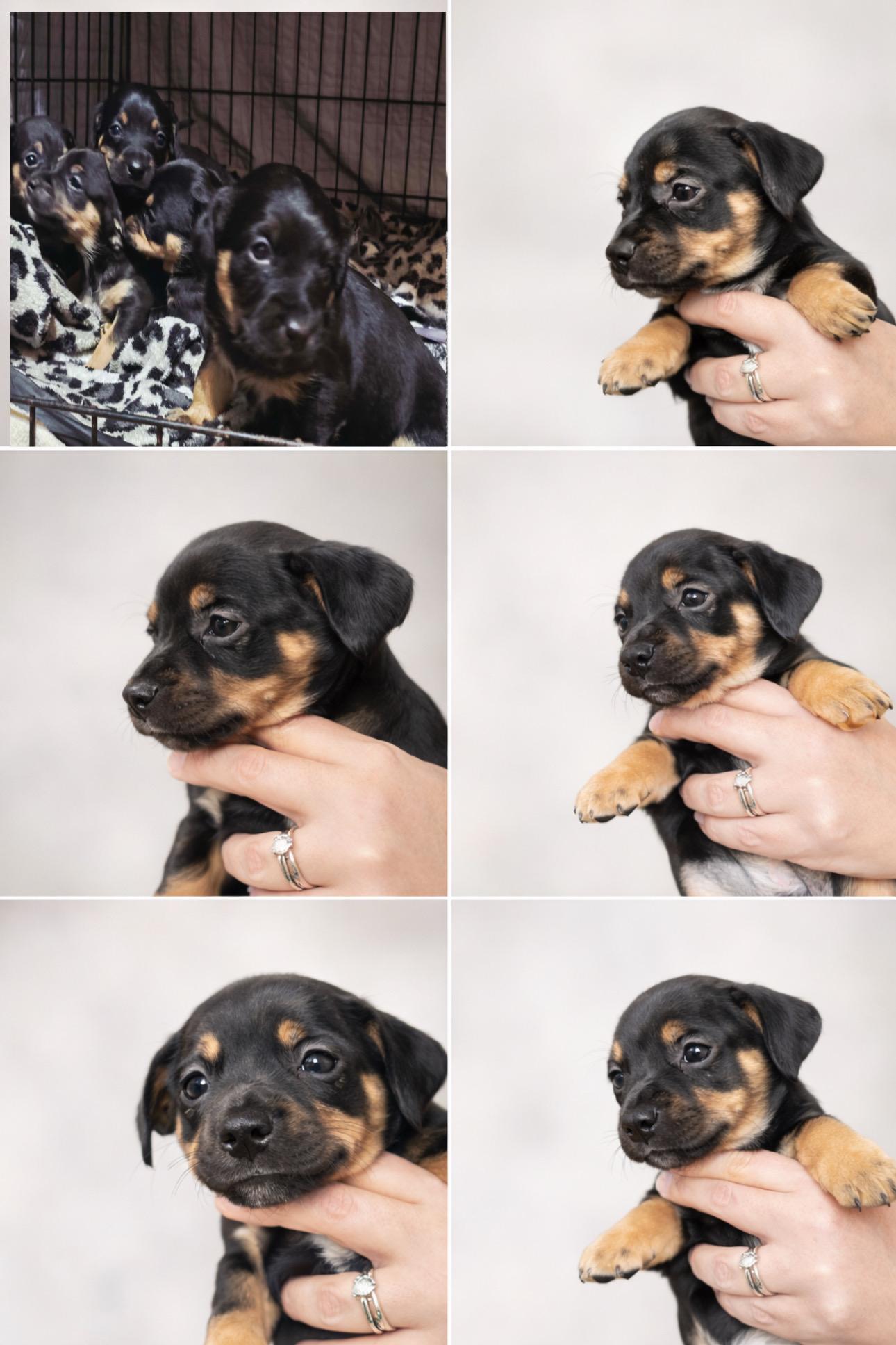 Puppies, a ADOPTABLE mixed breed in Foxworth, MS image 4/6