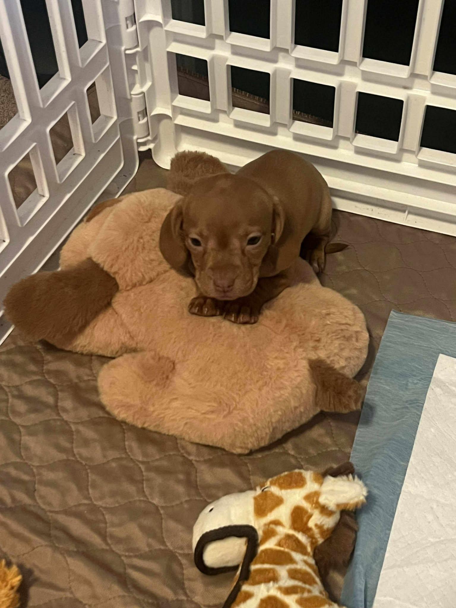 Driedel, ADOPTABLE, Puppy Female Beagle.