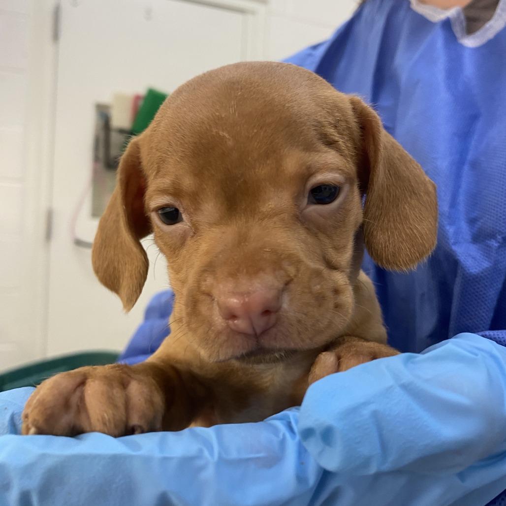 Driedel, a ADOPTABLE mixed breed in Shermans Dale, PA image 2/3