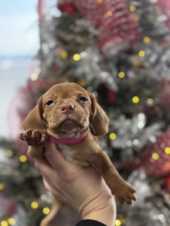 Driedel, a ADOPTABLE mixed breed in Shermans Dale, PA image 3/3