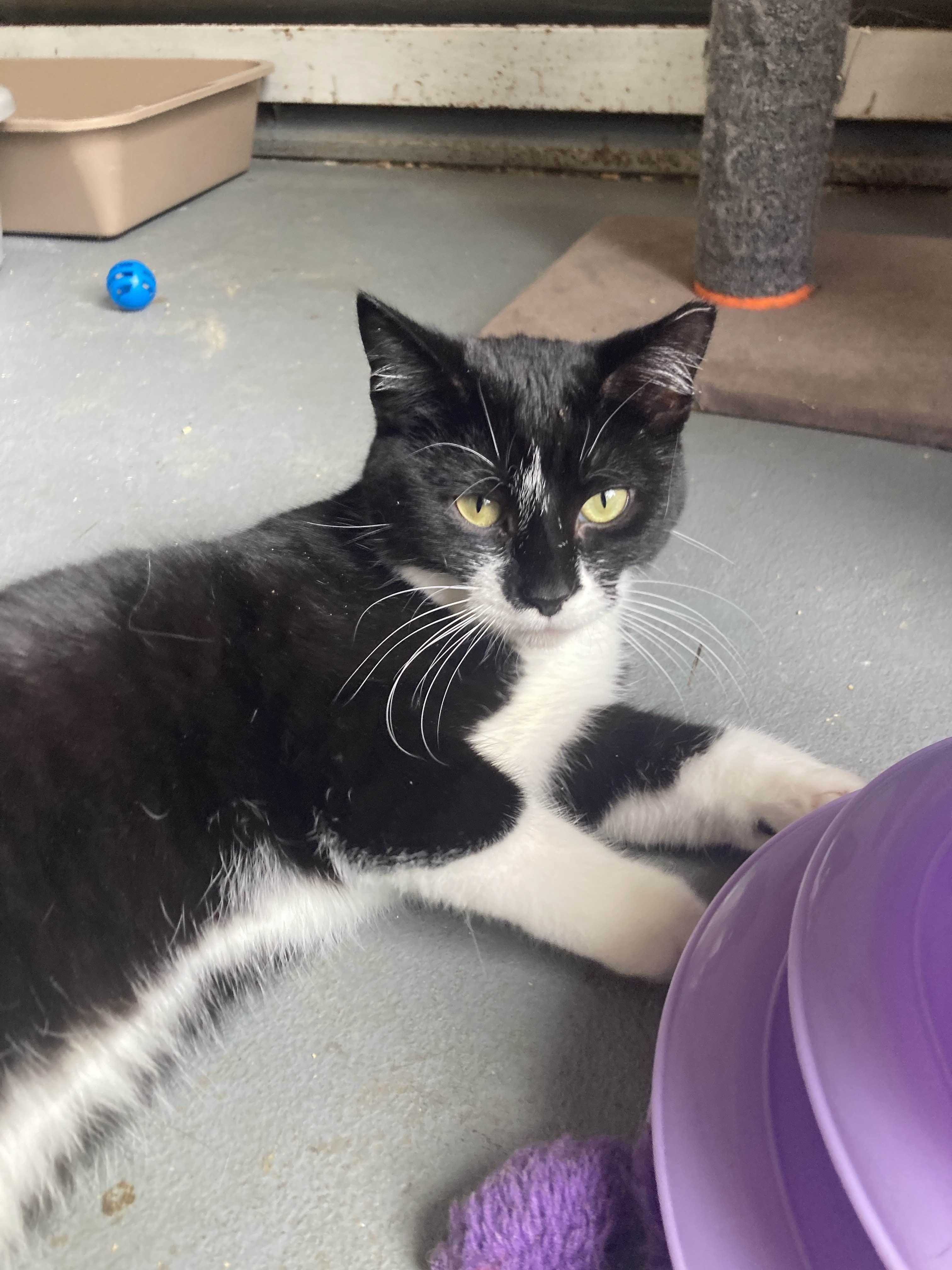 Jasmine, ADOPTABLE, Young Female Tuxedo.
