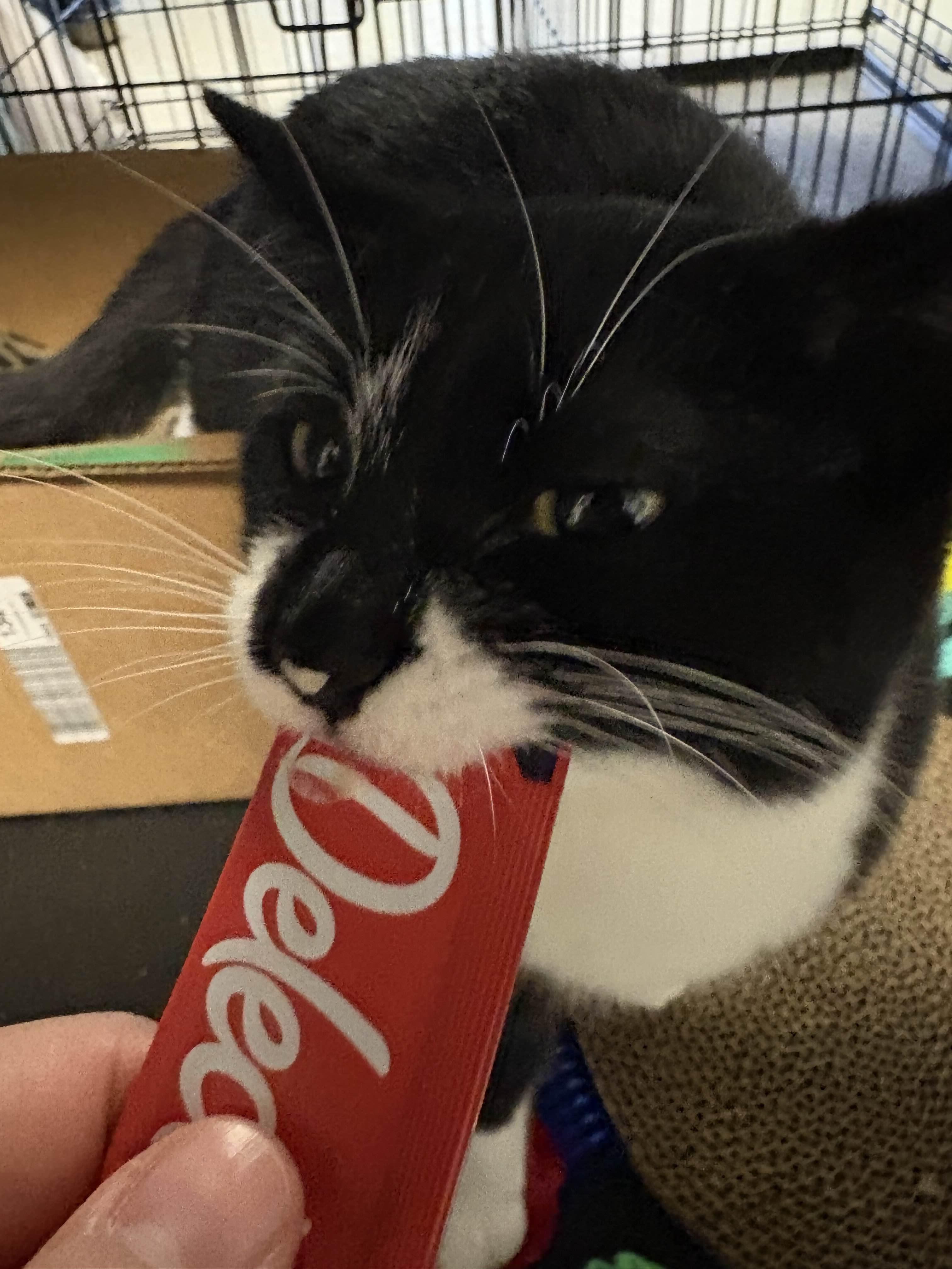 Enlarge Jasmine, a ADOPTABLE Tuxedo in Oberlin, OH image 6/6