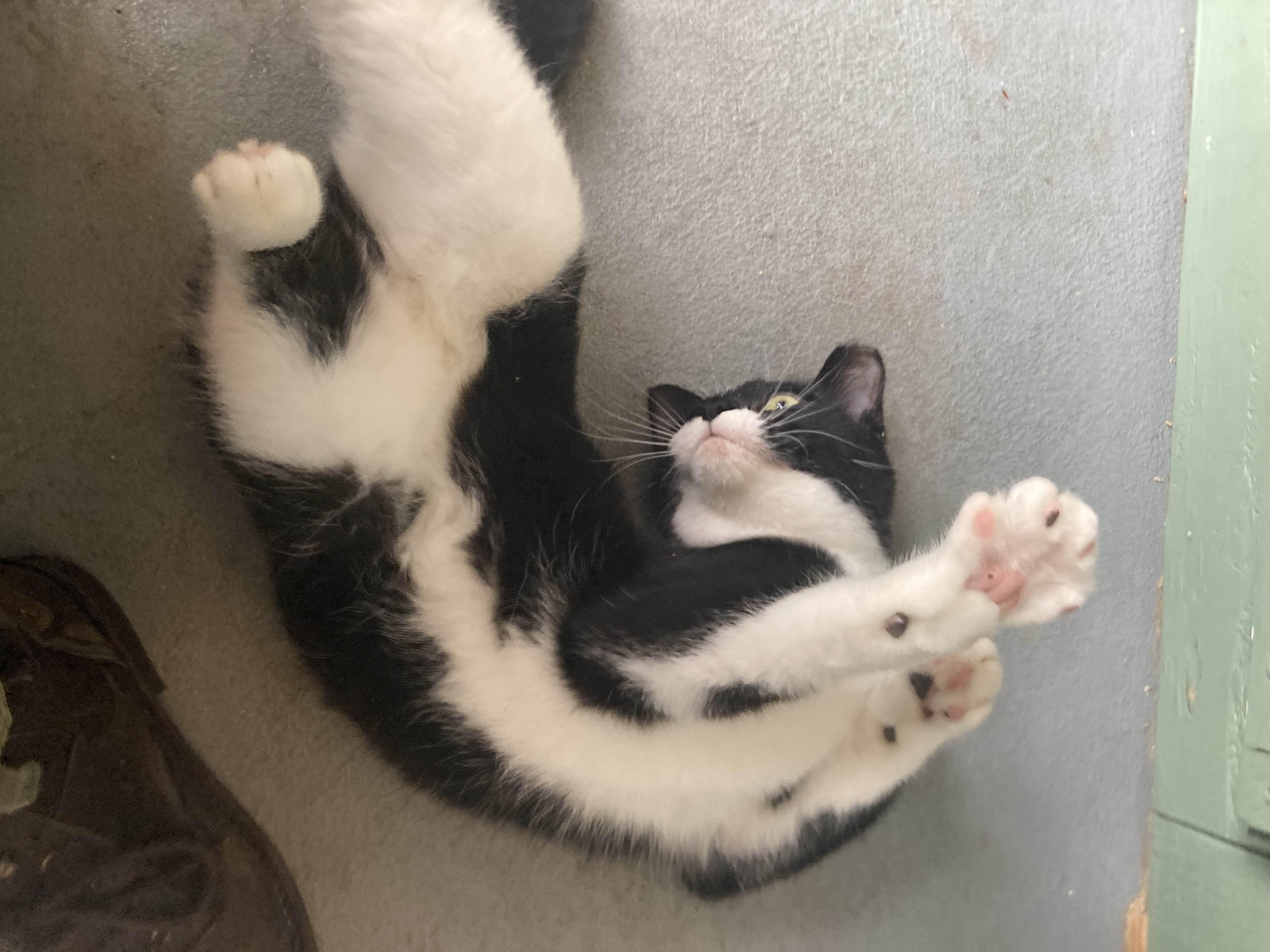 Enlarge Jasmine, a ADOPTABLE Tuxedo in Oberlin, OH image 2/6