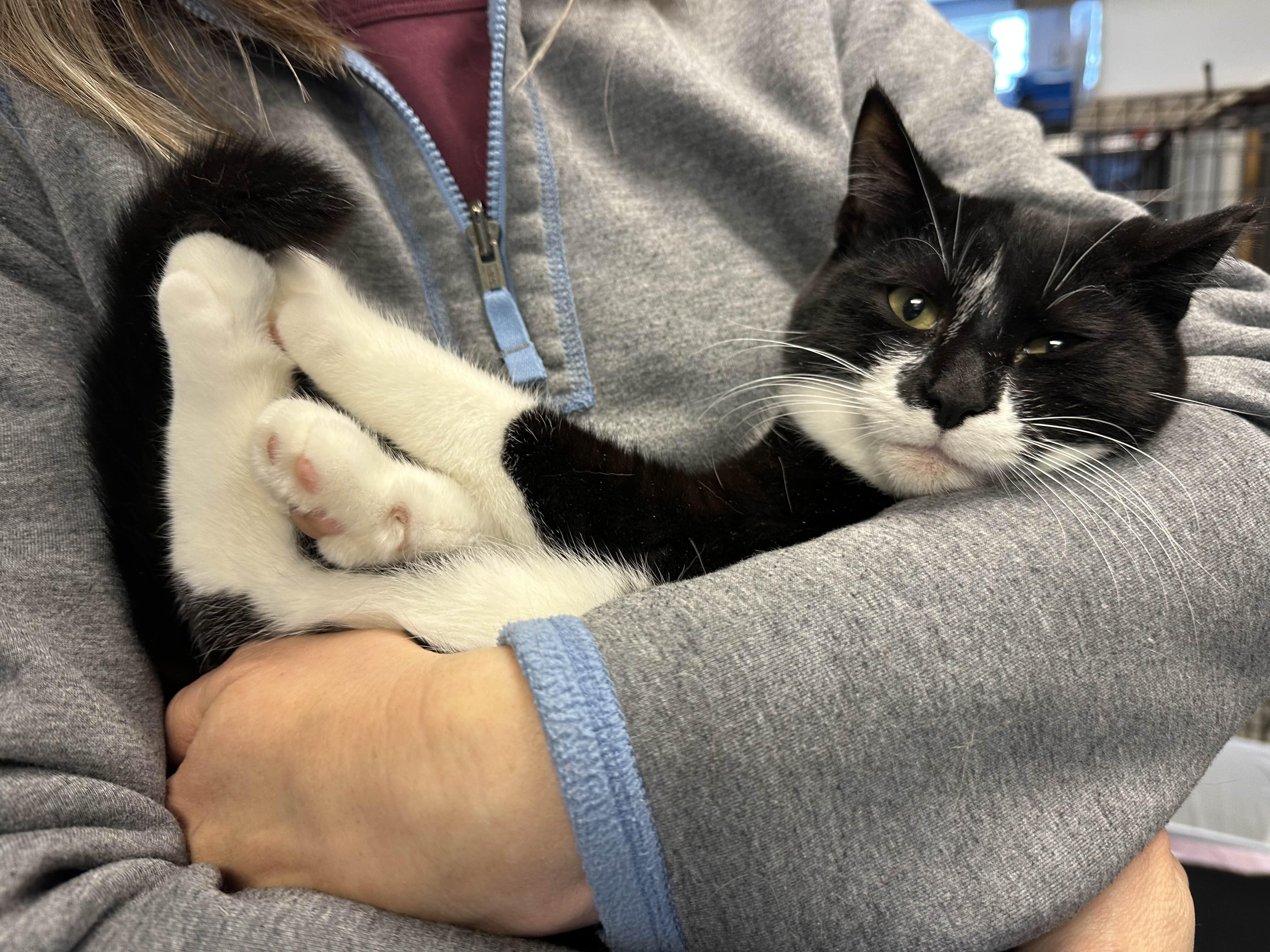 Enlarge Jasmine, a ADOPTABLE Tuxedo in Oberlin, OH image 3/6