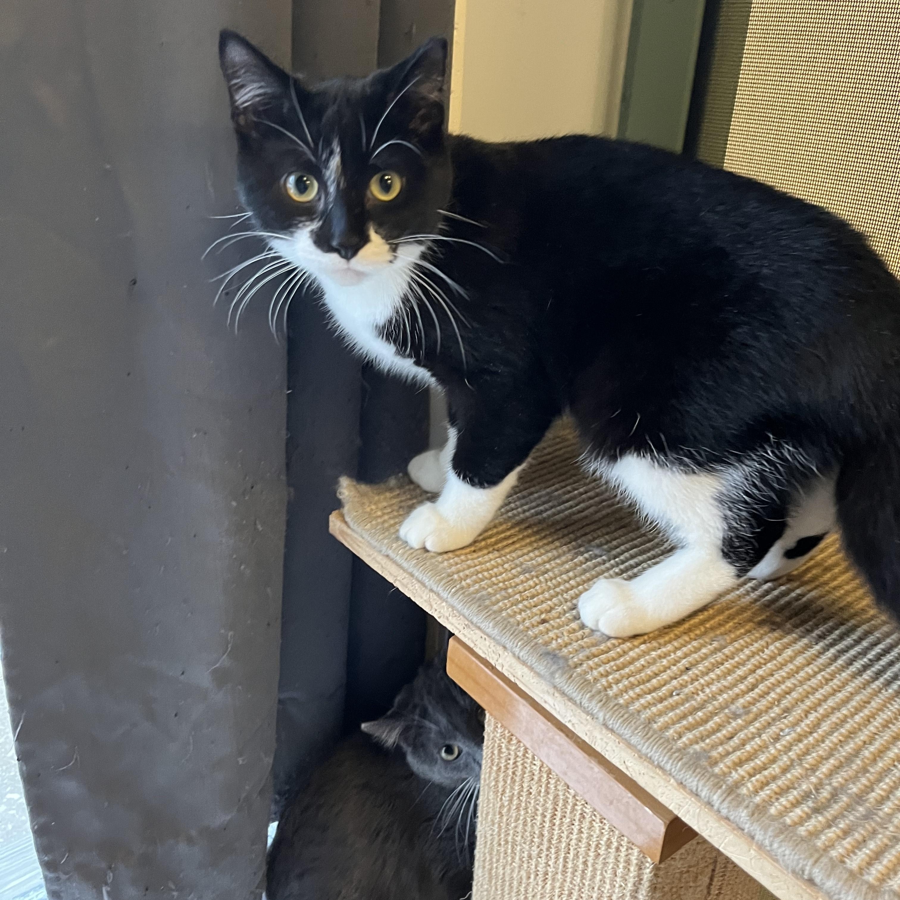 Enlarge Jasmine, a ADOPTABLE Tuxedo in Oberlin, OH image 5/6
